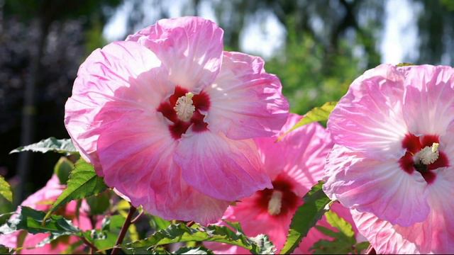 Cottage Farms 3-N-1 Dazzling Designs Lovely Luna Hibiscus on QVC смотреть онлайн