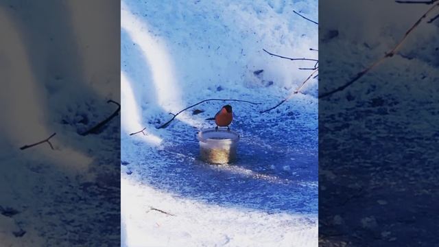 Снегири нашего времени !! Вся правда о снегирях (часть третья) смотреть онлайн