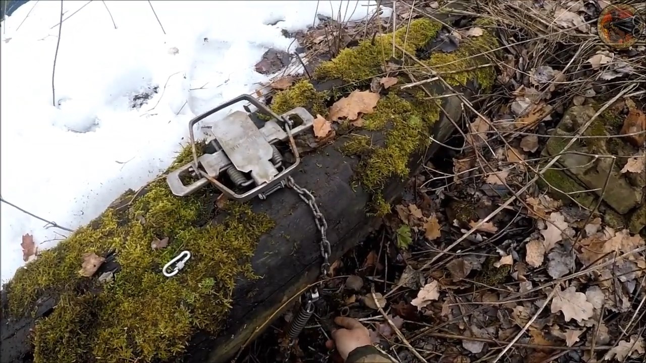 Капкан BRIDGER #2 DOGLESS. Охота на лису (Будни охотника и рыбака) смотреть онлайн