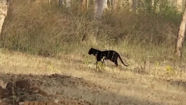 It's So Terrible When A Python Mouth Can Swallow the Giant Hippo| Lion Vs Hippo| Wild Animal Attack смотреть онлайн