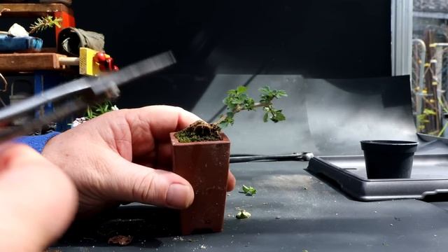 Creating More Tiny Trees, The Bonsai Zone, May 2023 смотреть онлайн