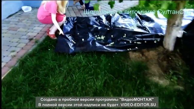 Шелковица Белая смотреть онлайн