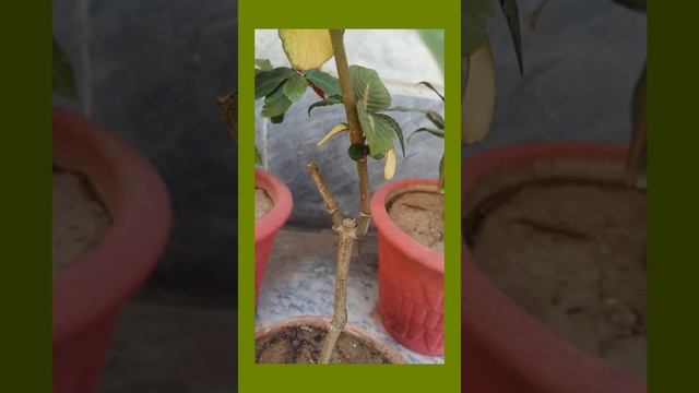 Sanchezia Plant care at home смотреть онлайн