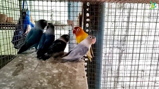 Lovebirds/Java Sparrow/Hagoromo Budgies/Gouldian Finch/Diamond Dove Breeding Setup Visit смотреть онлайн