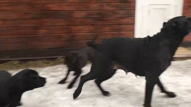 Мама Cane Corso щенки 3,5 месяца смотреть онлайн