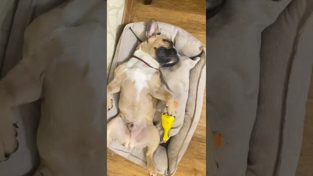 Спокойной ночи бульдожки, кошки и остальные малыши ?