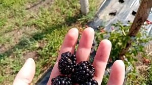 Ежевика Трипл краун. Летний бесшипый сорт.