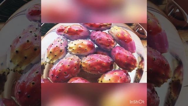 Съедобные Плоды Кактуса смотреть онлайн