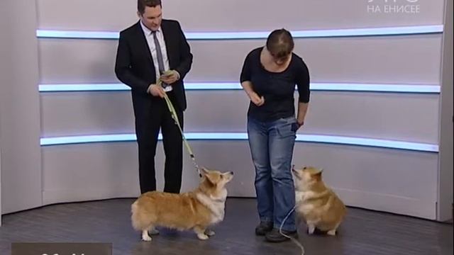 Вельшкоргипемброки - любимая порода английской королевы. Подробно о привычках и талантах этих собак смотреть онлайн