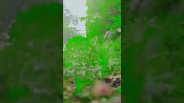 Mobile Videography Idea Edits video#shortvideo  expert pro mode Cemera Videography Phone #shortmk смотреть онлайн