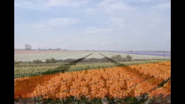 Поля цветов в Голландии смотреть онлайн