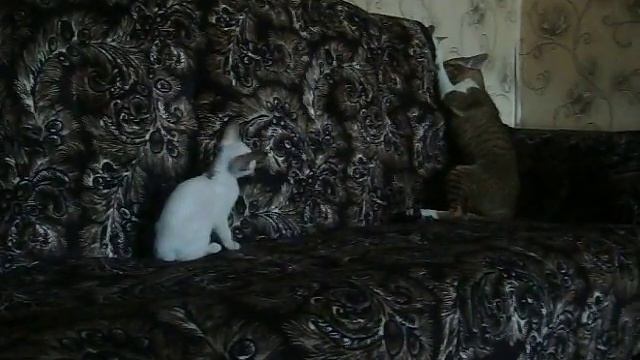 сиамские-ориентальные котята смотреть онлайн