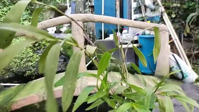 Epidendrum Nocturnum