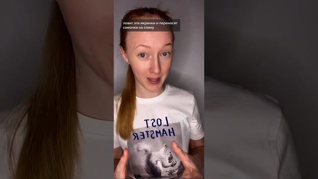 Как вынашивает икру Суринамская пипа смотреть онлайн