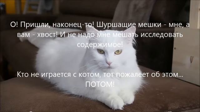Ирина Лисовская - Повседневные мысли кота смотреть онлайн