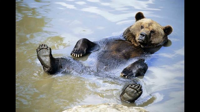 Смешное видео. Животные. Ура, вода! смотреть онлайн