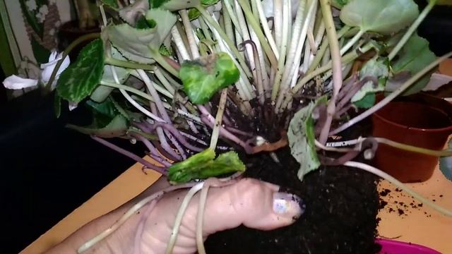 Цикламен из магазина ПОГИБАЕТ! Сложная обработка и пересадка. смотреть онлайн