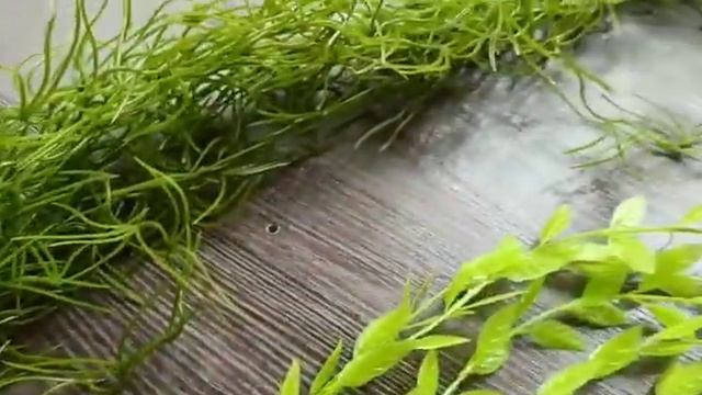 Тилландсия, рускус свисающий | искусственная зелень смотреть онлайн