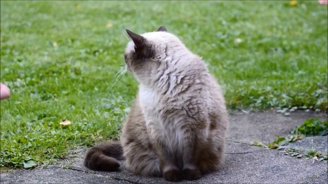 Звуки (мяуканье) кошек смотреть онлайн