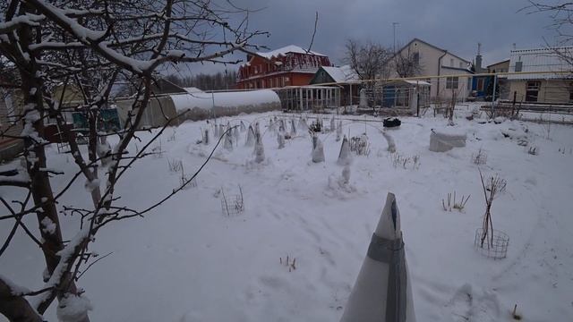 Как я укрываю розы