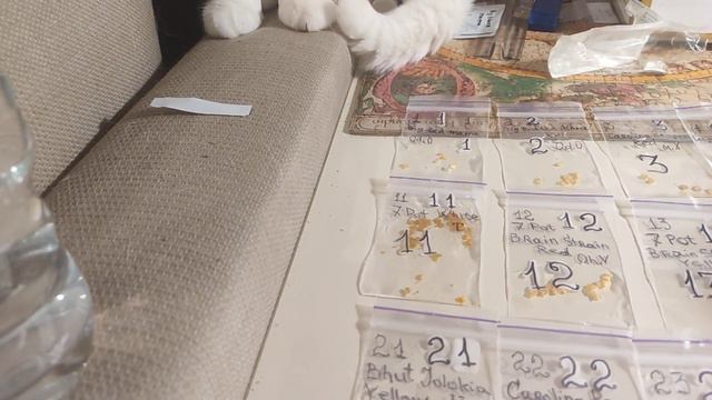 Супер гострі перці. Частина 1. Вирощування в домашніх умовах. Підготовка і Пророщення  насіння.