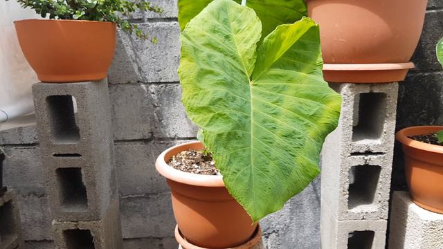 Alocasia Cuidados, Alocasia Care, अलोकैसिया केयर, アロカシアケア, 알로카시아 케어 смотреть онлайн
