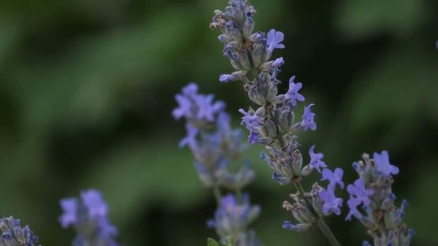 Relaxing Guitar Music & Lavender Fields • Nature Sounds Stress Relief Music, Spa, Meditation, Yoga смотреть онлайн