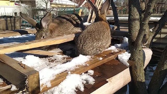 Кролики Фландр | О породности моих кроликов | Показываю и рассказываю смотреть онлайн