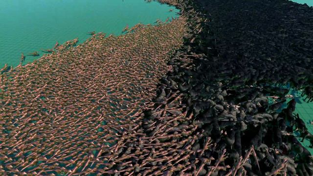 20.000 Dire Wolf Vs 15.000 Velociraptors - Ultimate Epic Battle Simulator UEBS