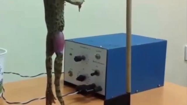 Анализ рефлекторной дуги | Рефлекс доғасын талдау смотреть онлайн