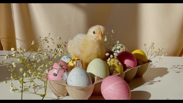 Звуки животных для детей: Кошка, Собака, Цыплята и т.д. смотреть онлайн