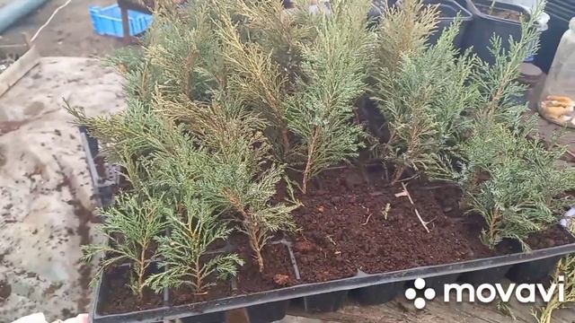 размножения хвойных растений. смотреть онлайн