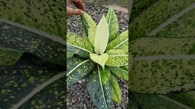 Aglaonema Yellow Crown