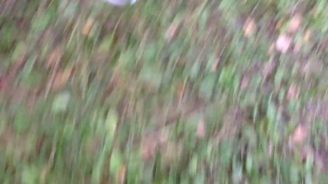 охота осень 2013 смотреть онлайн