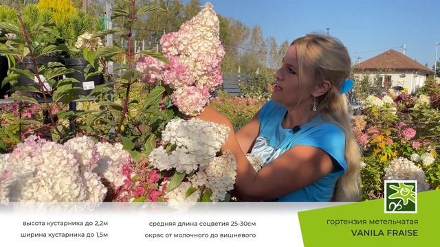 Гортензия Ванила Фрайз: описание сорта смотреть онлайн
