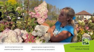 Гортензия Ванила Фрайз: описание сорта