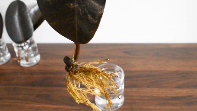 How to Propagate Rubber Plant in water| PART I |Propagating rubber plant using a single leaf смотреть онлайн