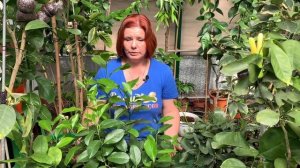 Почему цитрусы, растят большие листья?