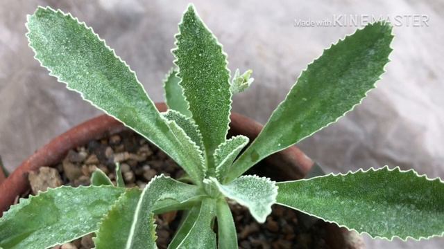 Why do primeroses have farina on there leaves ? (Primula marginita ‘Casterino’ + first seedlings !! смотреть онлайн