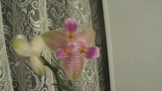 Phalaenopsis Joy Fairy Tale смотреть онлайн