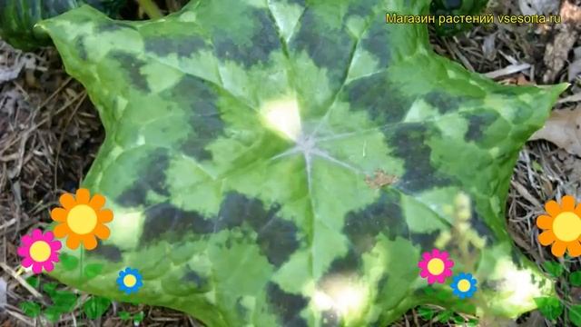 Подофиллум щитовидный Калейдоскоп. Краткий обзор, описание podophyllum peltatum Kaleidoscope смотреть онлайн