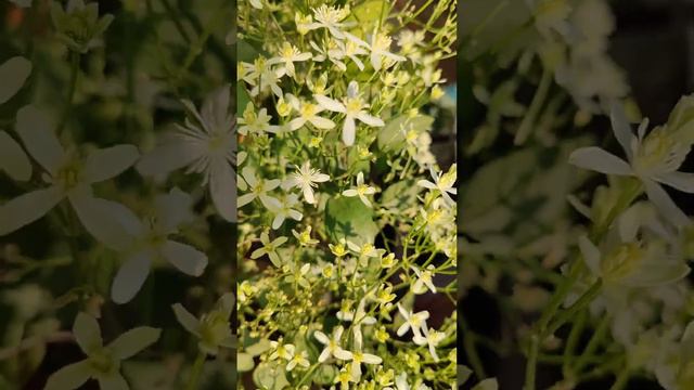 My Beautiful Clematis in Pot #short #vine #gardeningwithkh2020 смотреть онлайн