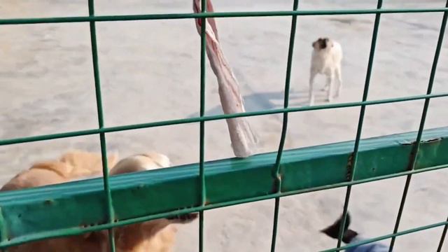 It's Worth It To Feed The Dogs Better And See Them Happy! смотреть онлайн