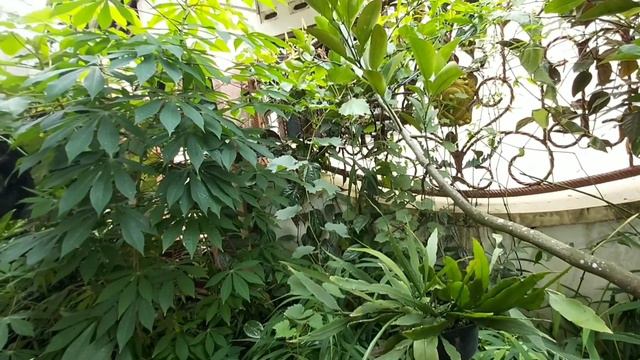 MATERIAL TANAMAN SEDERHANA UNTUK HUTAN MINI DI RUMAH # MY MINI FOREST AT HOME смотреть онлайн