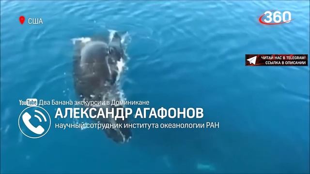 Кит проглотил дайвера и выплюнул живым. Необычная история от жителя США смотреть онлайн