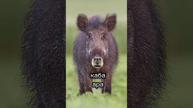 что если все животные станут капибарами часть 2 #капибара #чтоесли смотреть онлайн