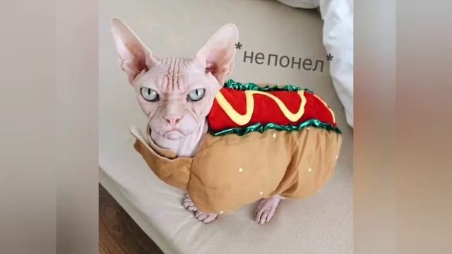 ЗЛЫЕ и НЕДОВОЛЬНЫЕ КОТИКИ!!!смешные фотки котов. /Разные животные/ смотреть онлайн