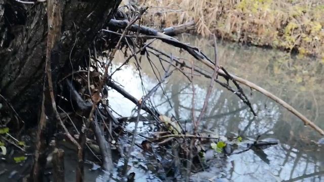 постановка петли на бобра с приманкой смотреть онлайн