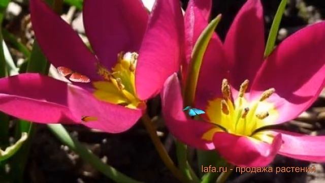 Тюльпан ботанический Одалиска (tulipa Tyulpan) ? обзор: как сажать, луковицы тюльпаны Одалиска