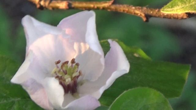 Цветение Айвы. смотреть онлайн